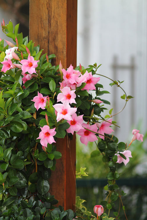 Mandevilla