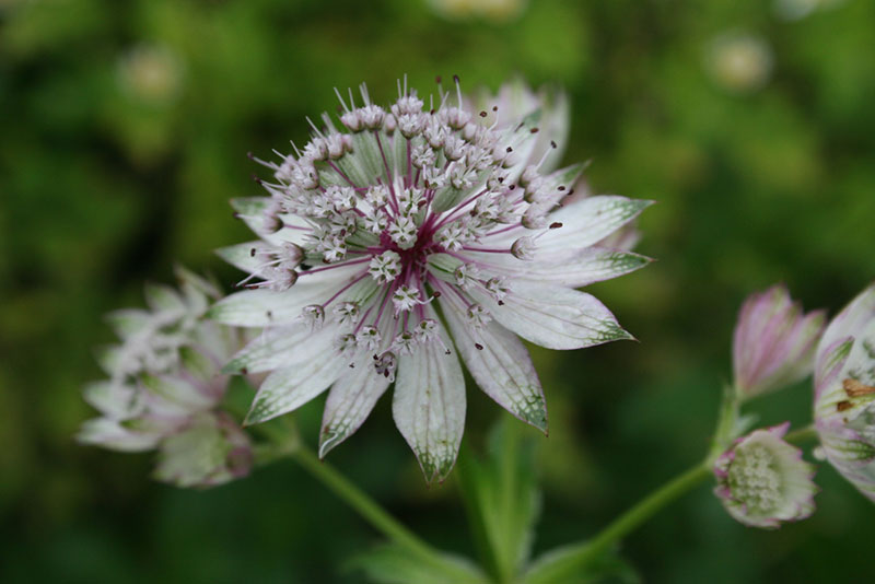 10 Beautiful White Flowering Perennials Garden Lovers Club