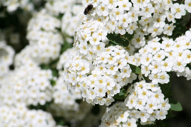 tall white perennials that bloom all summer