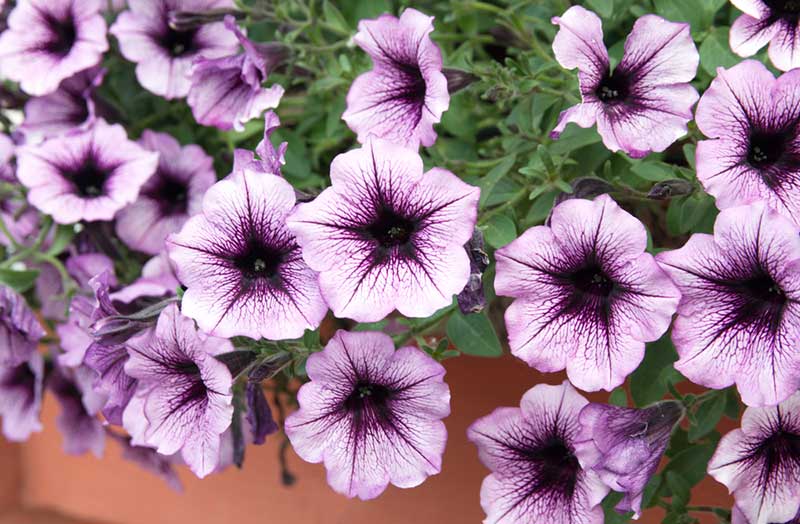 Petunias