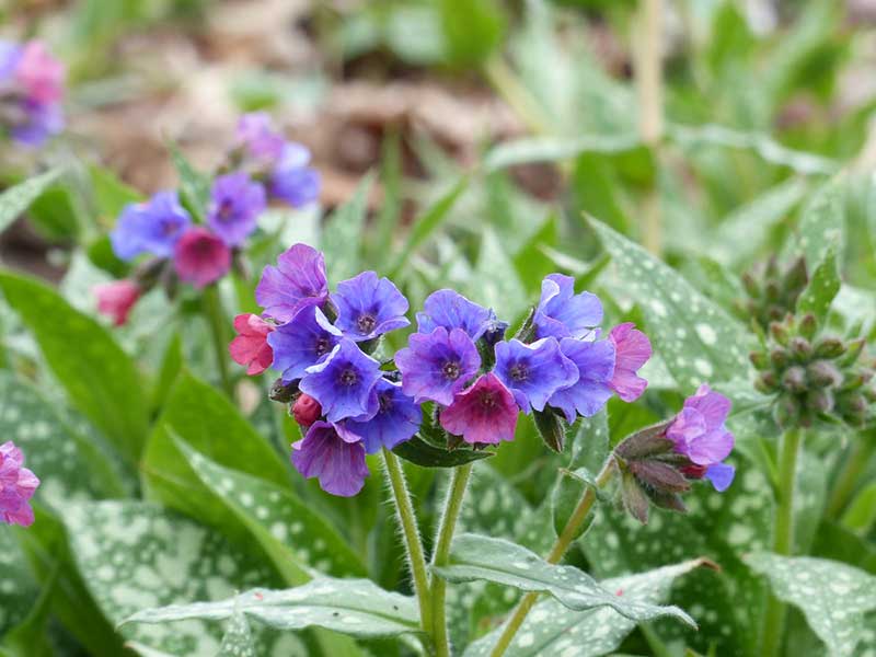 Pulmonaria