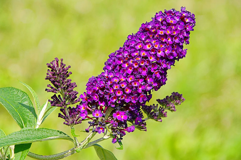 Purple Butterfly Bush