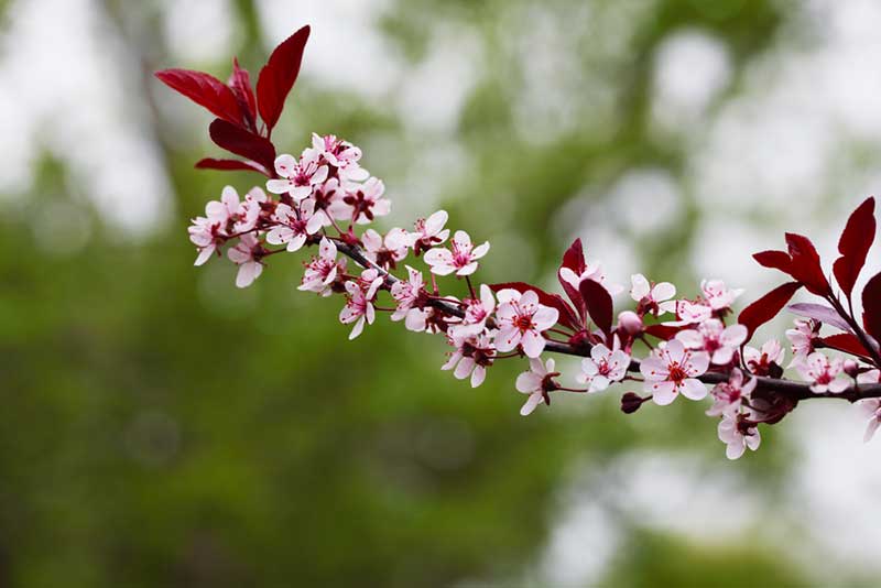 Purple-Leaf Sandcherry