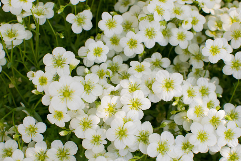 Saxifraga