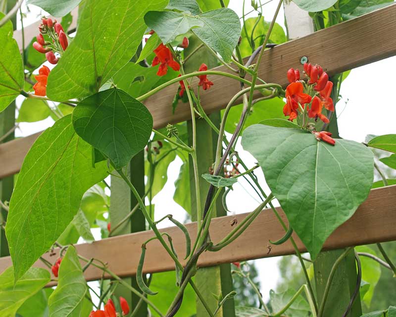 Scarlet Runner Bean