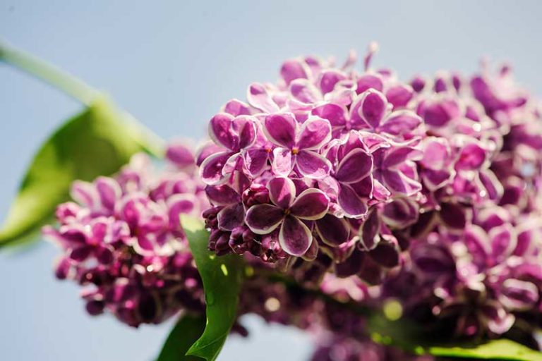 How Do I Get My Lilacs to Bloom? (SOLVED) Garden Lovers Club