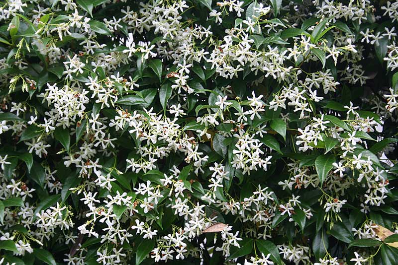 Star Jasmine