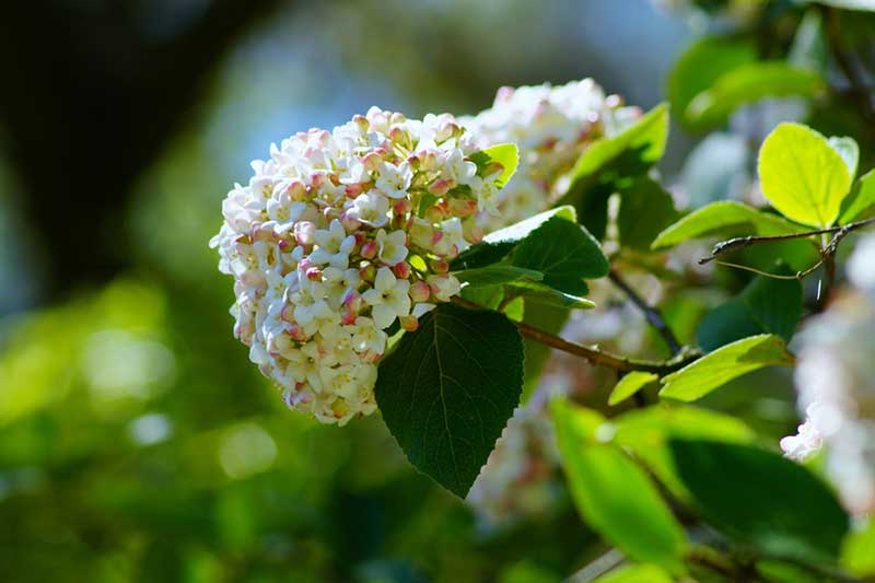 Viburnum