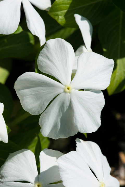 Vinca