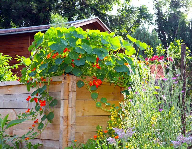 Vining Nasturtium