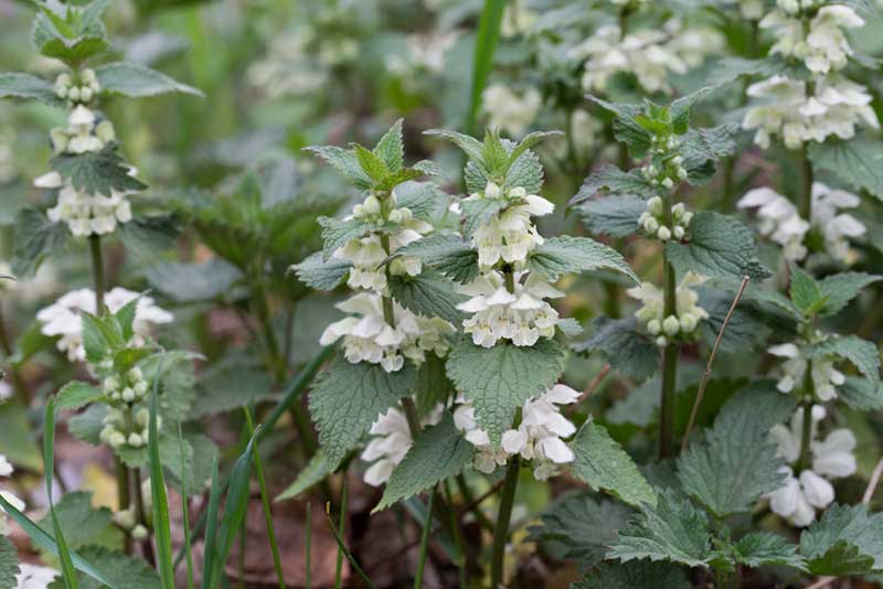 White Lamium