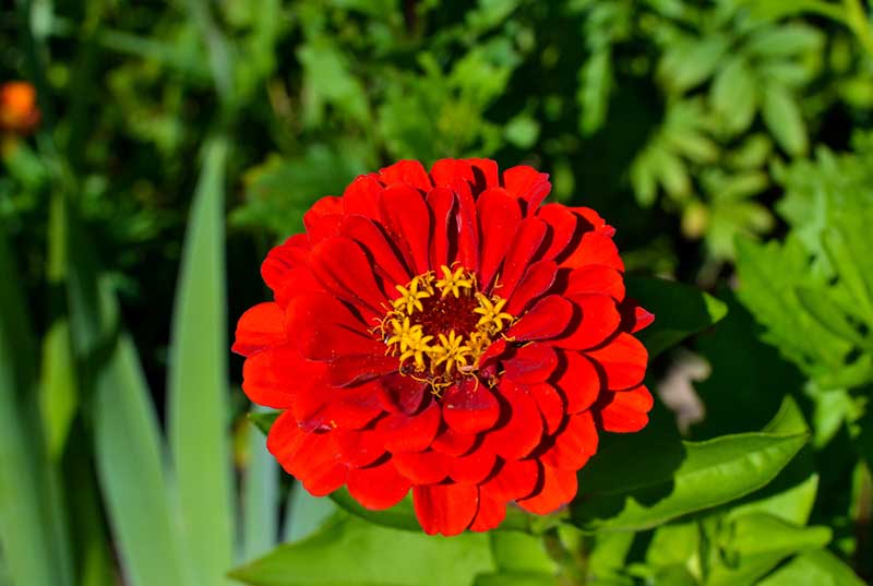 10 Beautiful Bold Red Annuals For your Garden - Garden Lovers Club