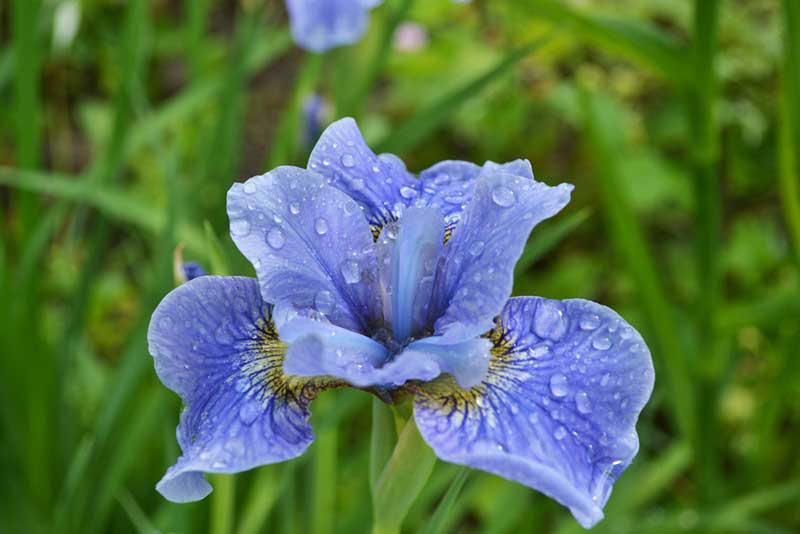 blue bearded Iris