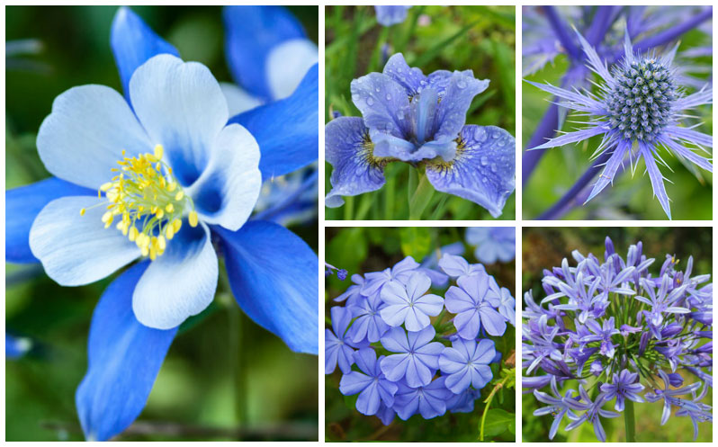 blue perennials