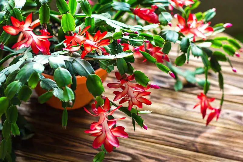 christmas cactus