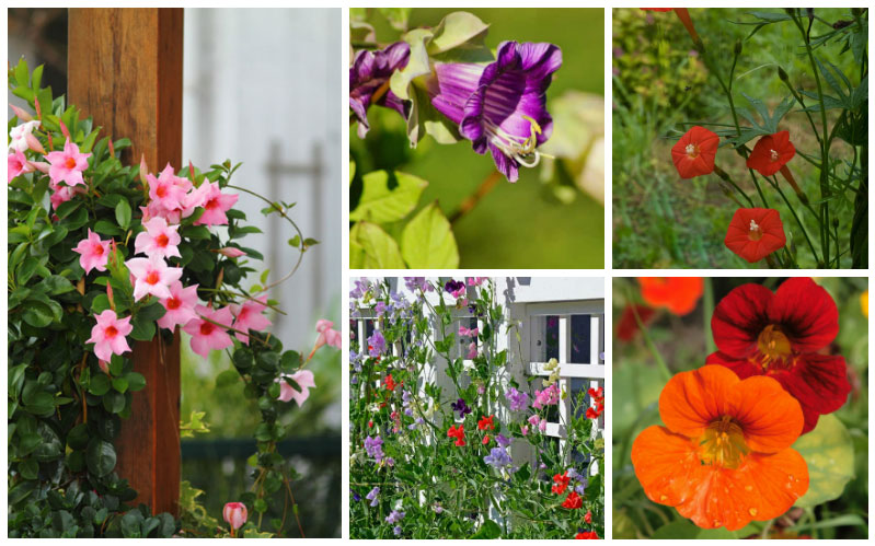 14 Perfect Climbing Annuals Garden Lovers Club