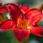 daylilies in sun