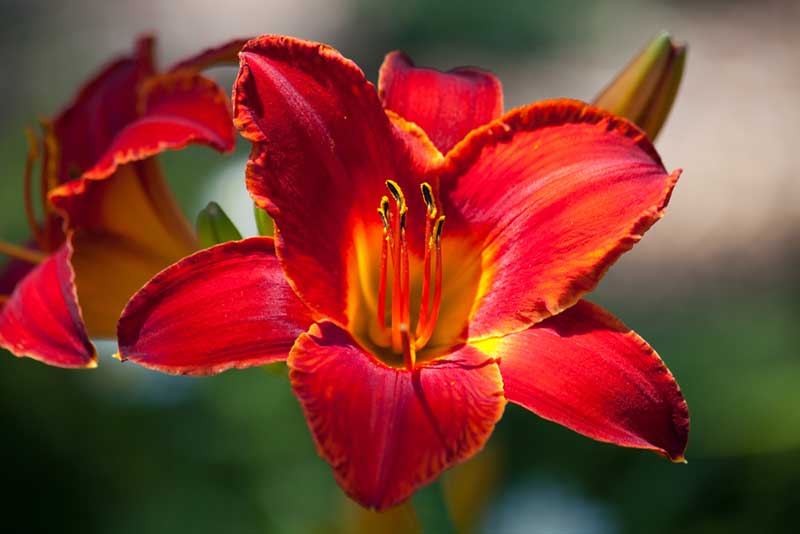 daylilies in sun