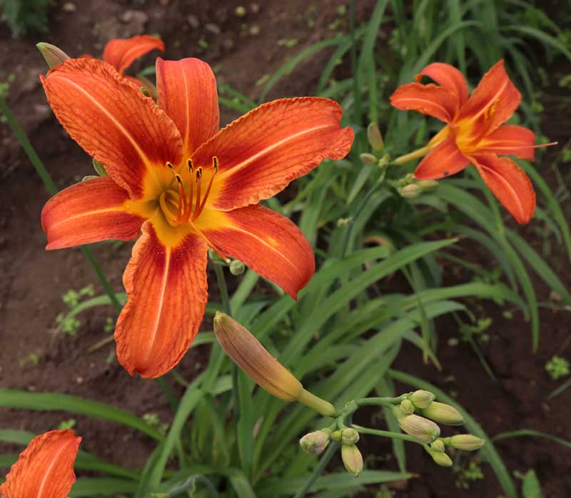 daylily