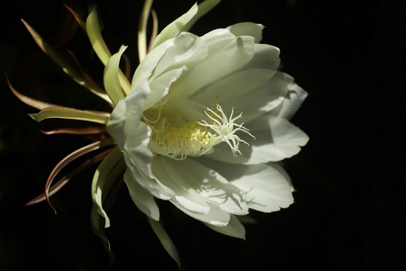 epiphyllum oxypetalum