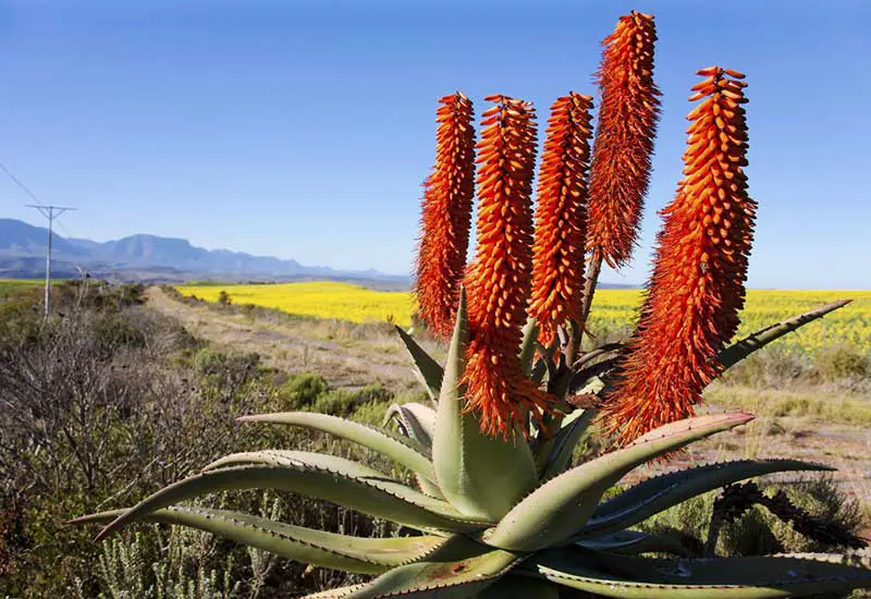 flowering Aloe