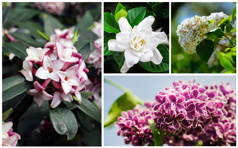 fragrant shrubs