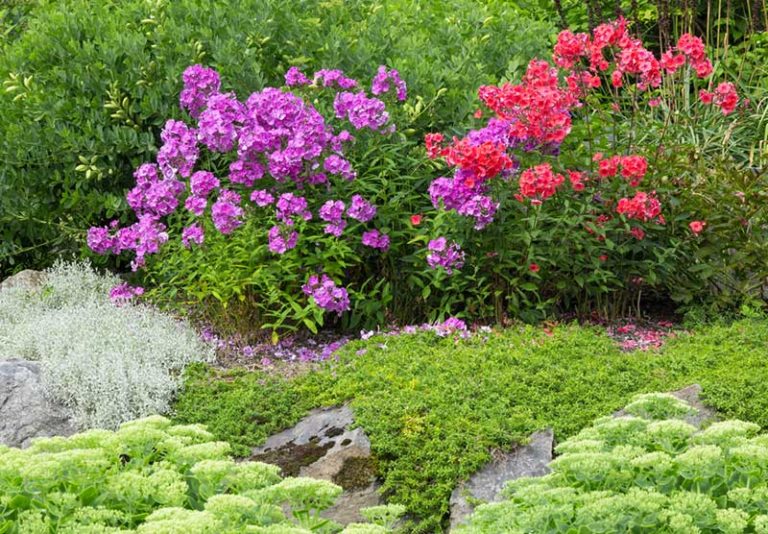 10 Great Tips for Growing Phlox Plants Garden Lovers Club