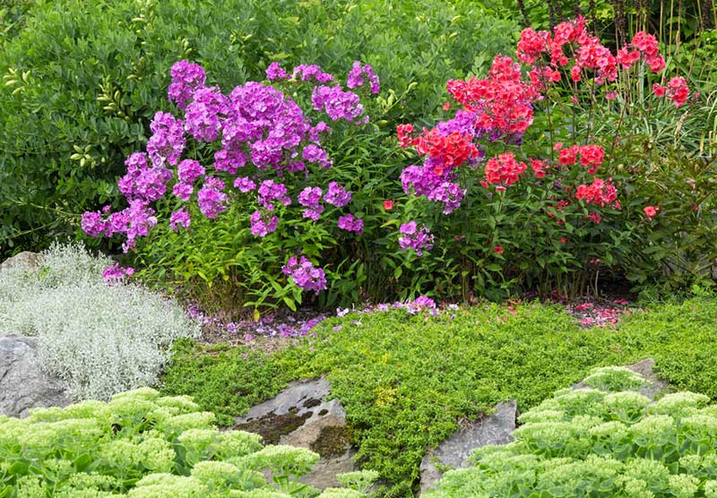 garden phlox