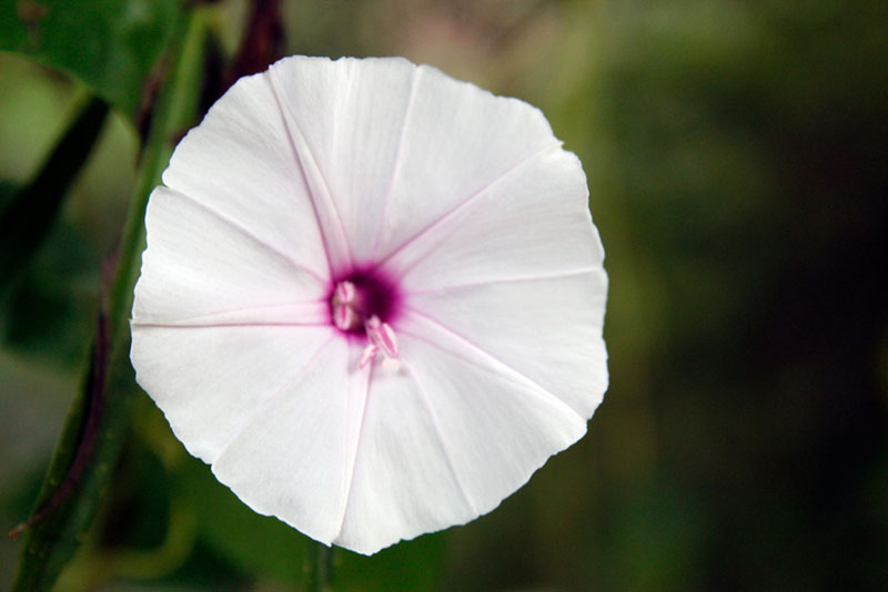 moonflower white