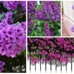 purple flowering shrubs