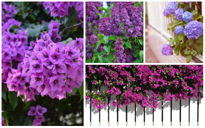 purple flowering bushes