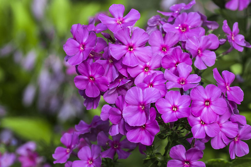 purple phlox