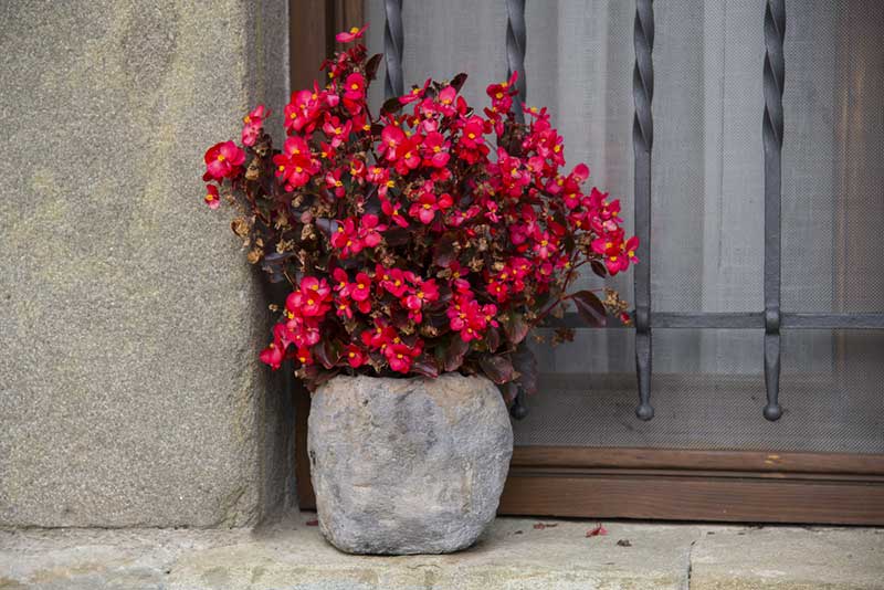 red Begonia in pot