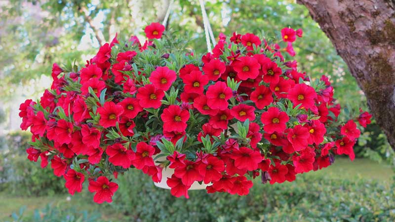 red Petunias