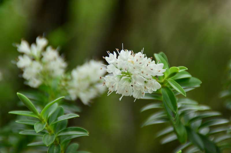 Summersweet Clethra