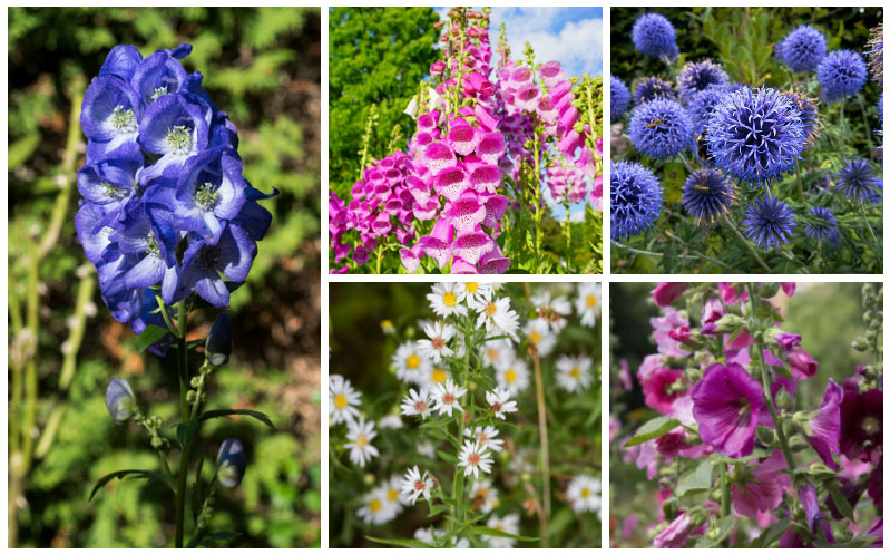 17 Tall-Growing Perennials That Will Add Depth and Beauty To Your Garden