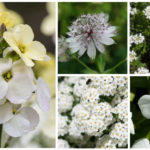 white perennial plants