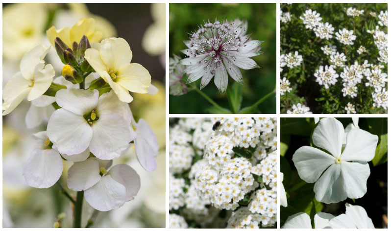 white perennial plants