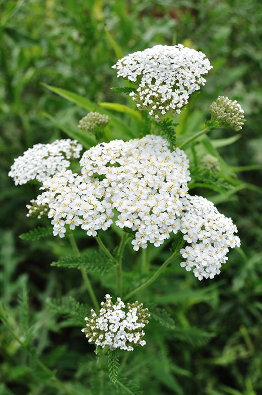 white yarrow