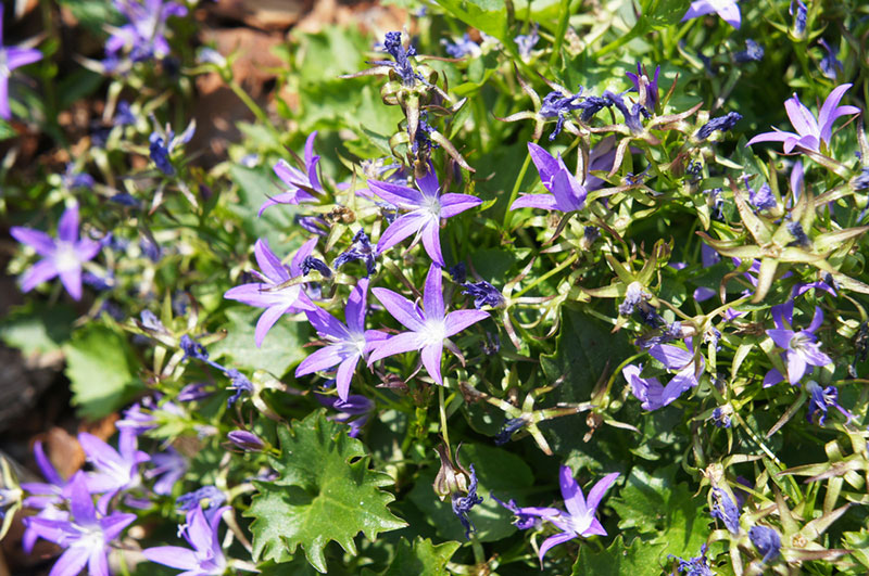 Adriatic Bellflower