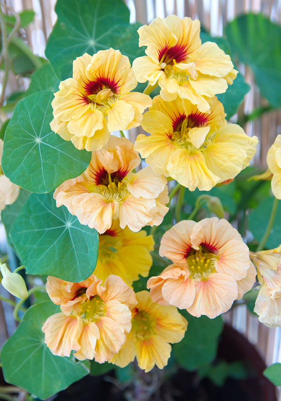 Annual Nasturtiums