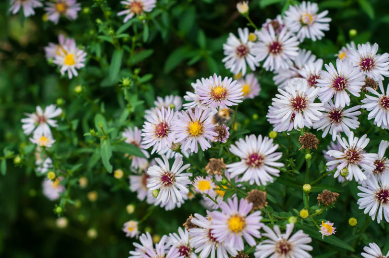 15 Perennials that Grow in Zone 5 Garden Lovers Club