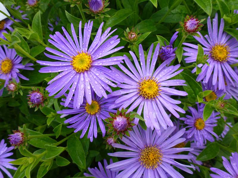 Aster