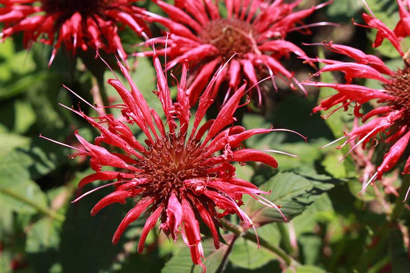 Bee Balm Plant