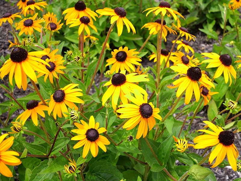 Black-Eyed Susan