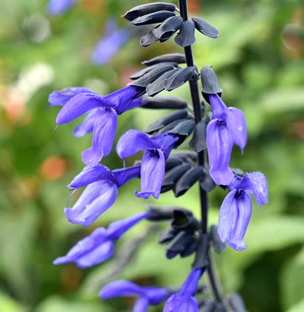 Black and Blue Salvia