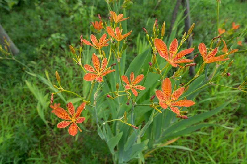 19 Orange Flowering Perennials Garden