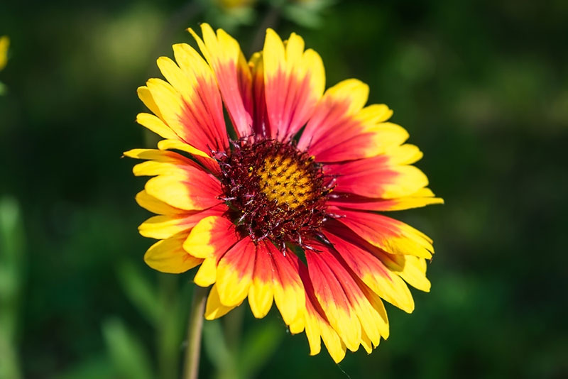 Blanket Flower