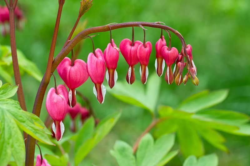 Bleeding Heart