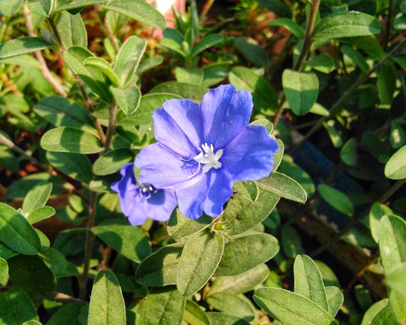 Blue Daze